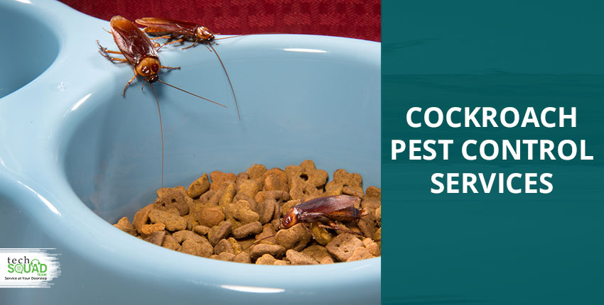 cockroach control services bangalore- techsquadteam